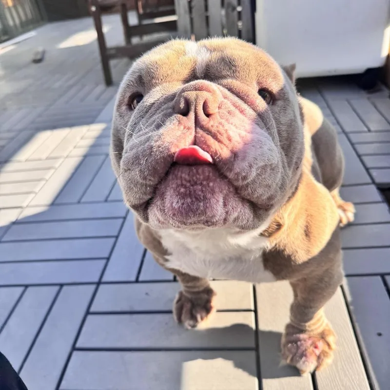 An adult medium-sized male Yellow / Tan / Blond / Fawn American Bulldog dog named Benny for adoption in Bend, OR