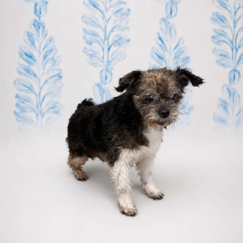 A senior small-sized female White / Cream Shih Tzu dog named Bubble Gum for adoption in Morganton, NC