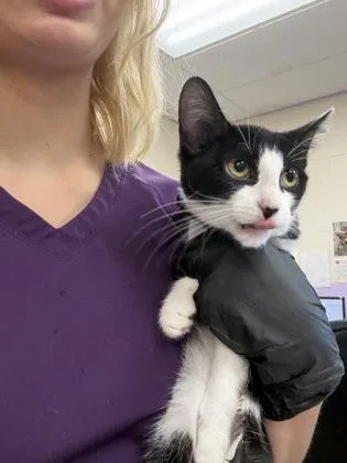 A baby small-sized female Domestic Short Hair cat named Soy Sauce for adoption in Palm Coast, FL