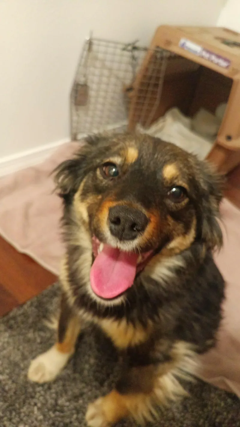 A young medium-sized female Australian Shepherd dog named Opal for adoption in Wasilla, AK