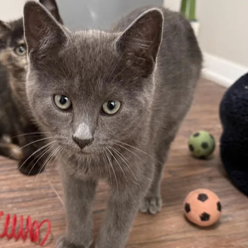A baby medium-sized male Gray / Blue / Silver Domestic Short Hair cat named Ben for adoption in Buffalo, NY