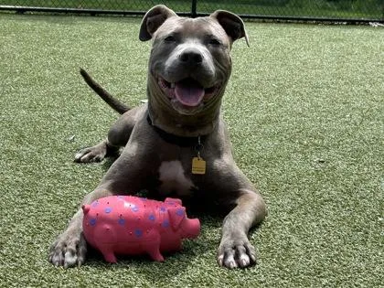 An adult medium-sized male Terrier dog named Solo for adoption in Woodbury, MN