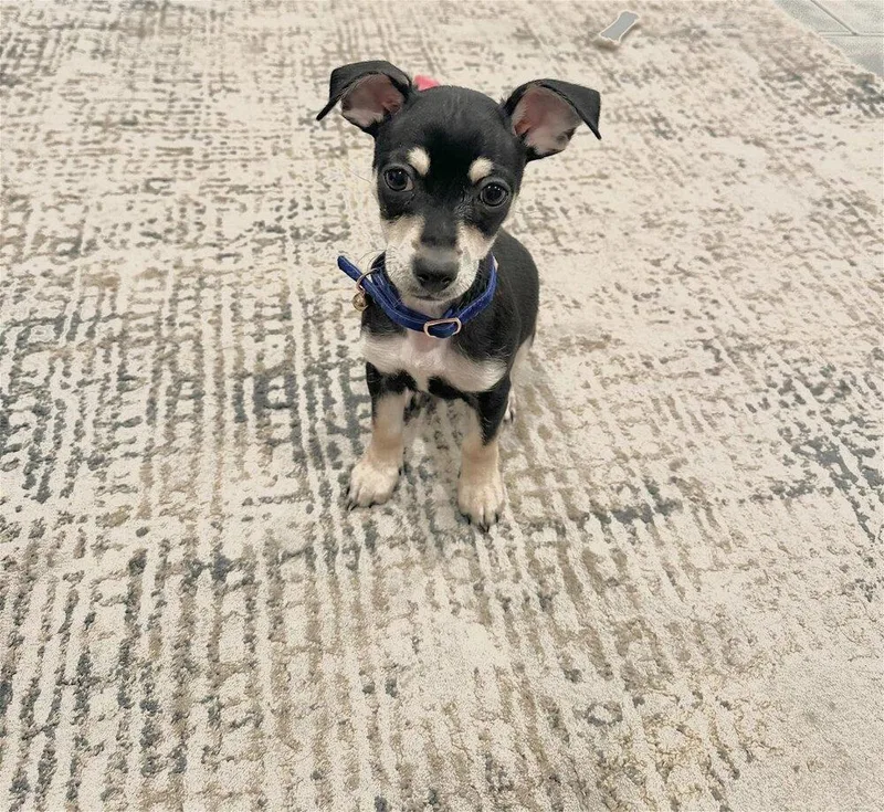 A baby small-sized male Chihuahua dog named Jaxon for adoption in New York, NY