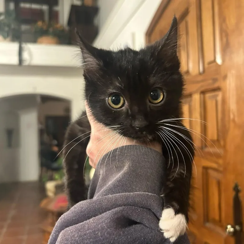 A young small-sized male Black Domestic Short Hair cat named Colorado for adoption in Hemet, CA