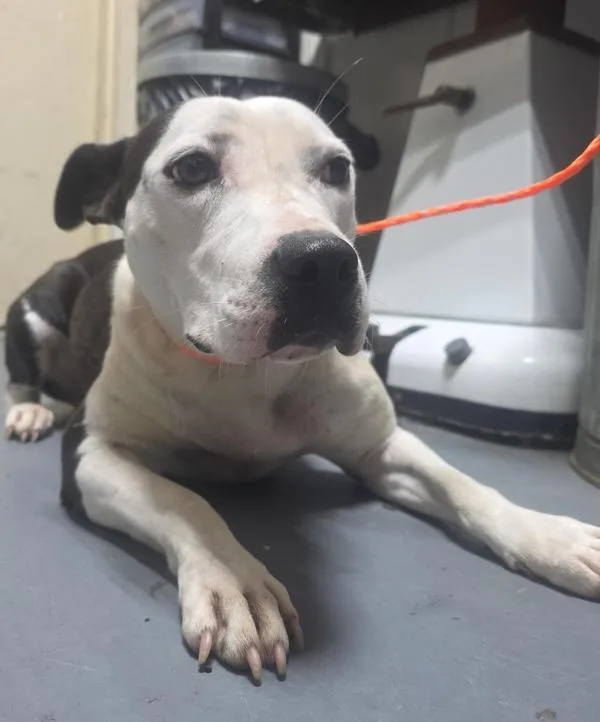 An adult medium-sized female Pit Bull Terrier dog named Colleen for adoption in Dallas, GA