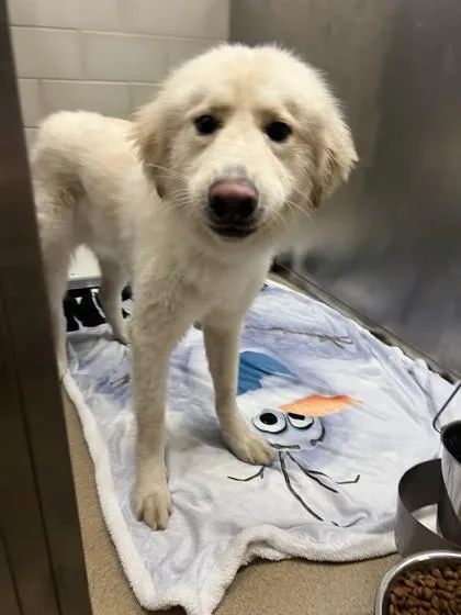 An adult large-sized male Labrador Retriever dog named Kaizer for adoption in Farmers Branch, TX