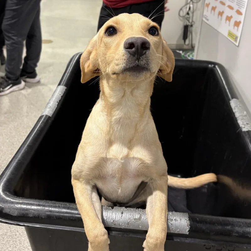 A young medium-sized female Labrador Retriever dog named Huck for adoption in Tampa, FL