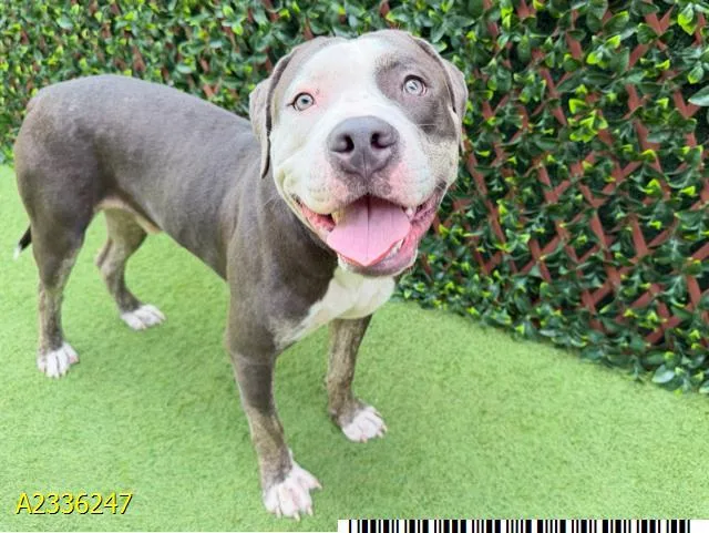 A young large-sized male Mixed Breed dog named Flint for adoption in West Palm Beach, FL