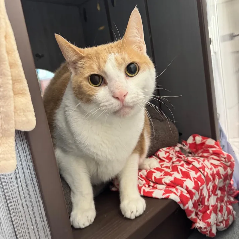 Einstein thumbnail 3