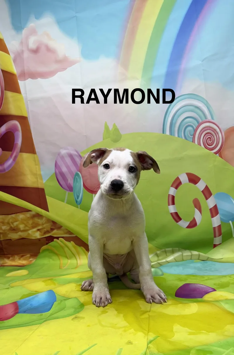 A baby medium-sized male White / Cream Pit Bull Terrier dog named Raymond for adoption in Urbana, OH