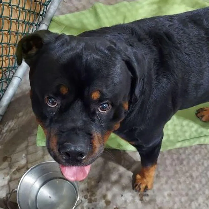 An adult medium-sized male Brown / Chocolate Rottweiler dog named Zeus for adoption in Lake Havasu City, AZ