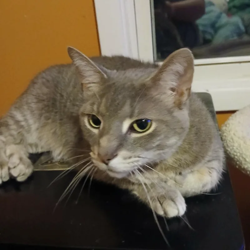 A senior small-sized male Gray / Blue / Silver Domestic Short Hair cat named Cas for adoption in Lynchburg, VA