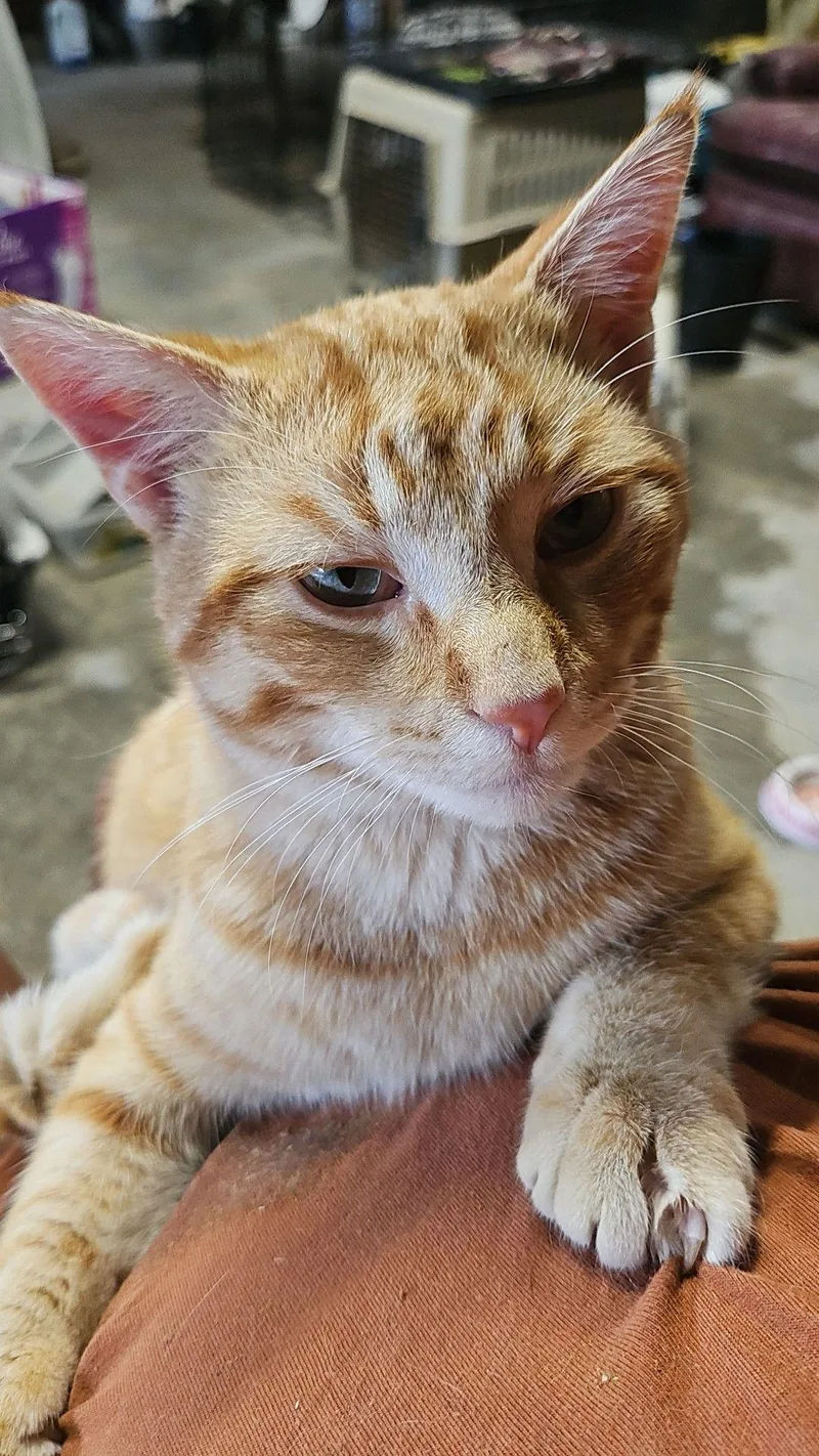 A young medium-sized male Tabby (Orange / Red) Domestic Short Hair cat named Ozzy for adoption in Stockholm, WI