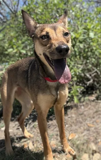 An adult small-sized female Shepherd dog named Brownie for adoption in San Antonio, TX