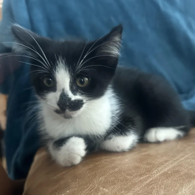 Oreo