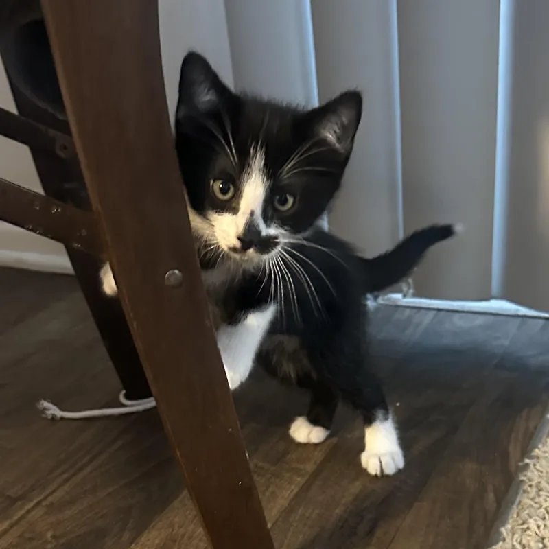 Oreo thumbnail 3