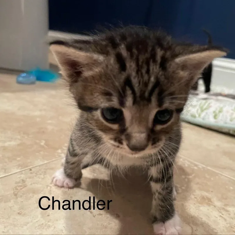 A baby small-sized male Black Domestic Short Hair cat named Chandler for adoption in Greensboro, GA