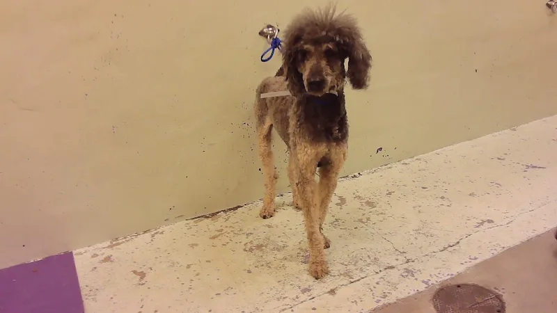 An adult large-sized male Poodle dog named Bentley for adoption in Houston, TX