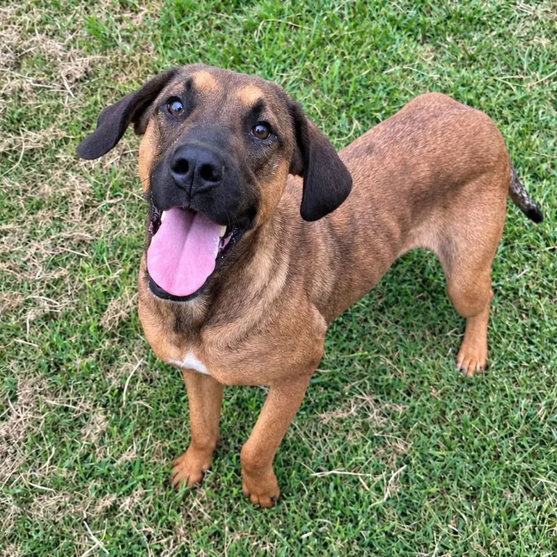 An adult large-sized male Hound dog named Apollo for adoption in Chesapeake, VA