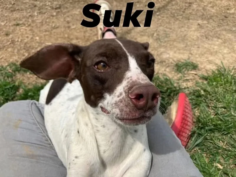 Suki thumbnail 5