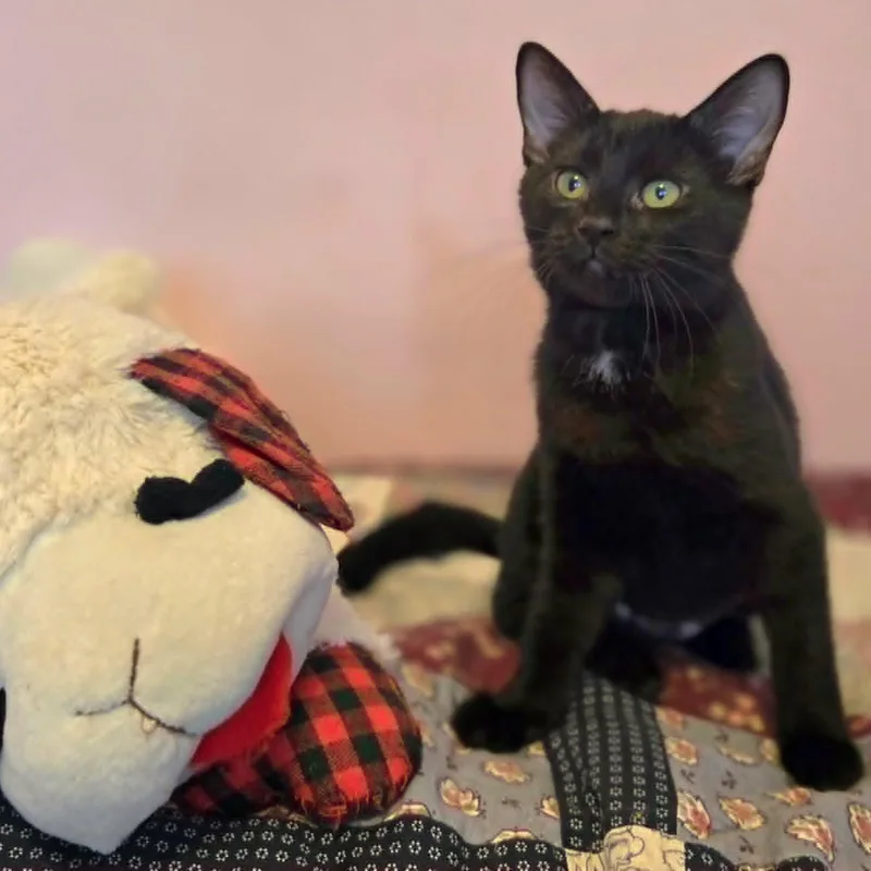 A baby medium-sized female Black Domestic Short Hair cat named Diana for adoption in Watertown, WI