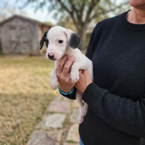 A baby small-sized male Beagle dog named Templeton for adoption in Lincolnshire, IL
