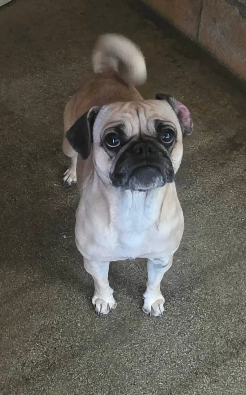 An adult small-sized female Pug dog named Traviesa for adoption in Windsor, CO