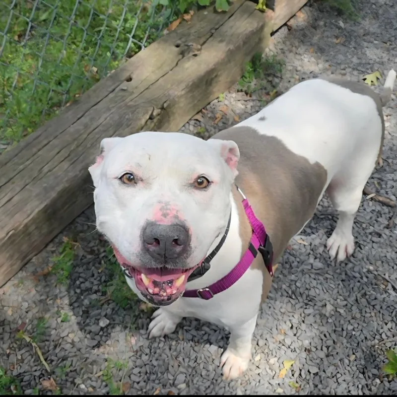An adult large-sized male Gray / Blue / Silver Terrier dog named Hatchi for adoption in Berkeley Springs, WV