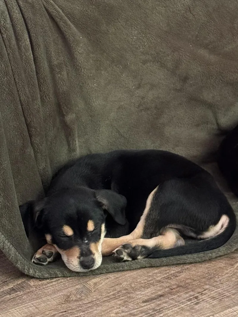 A baby medium-sized male Mixed Breed dog named Waylon for adoption in Elkhorn, WI