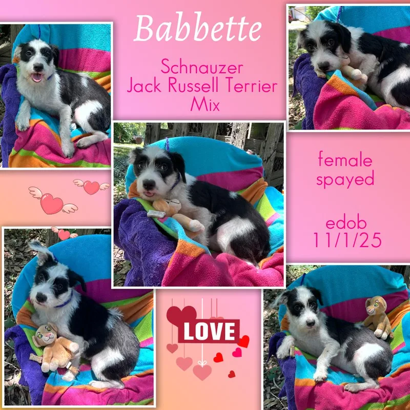 A baby small-sized female White / Cream Schnauzer dog named Babbette MVT for adoption in Missouri City, TX