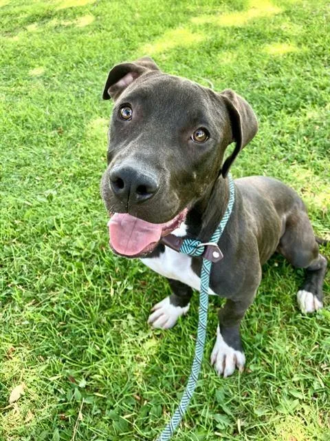 A baby small-sized male Pit Bull Terrier dog named Zero for adoption in Albuquerque, NM