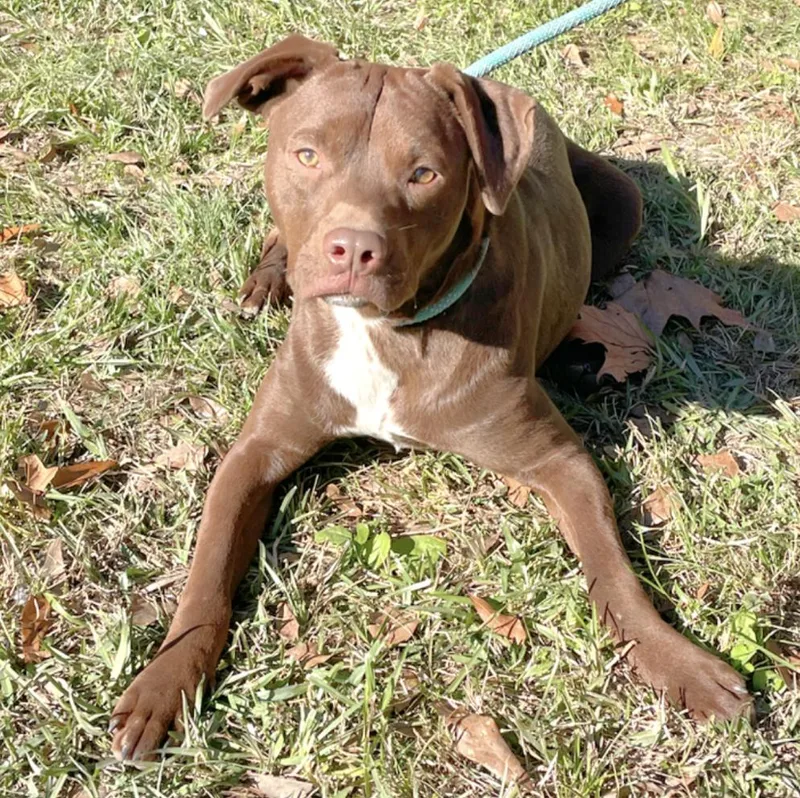 A young medium-sized male Boxer dog named Turner for adoption in Longview, TX