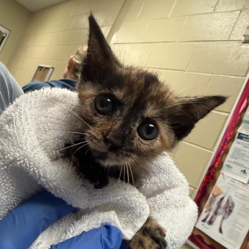 A baby small-sized female Tortoiseshell Domestic Short Hair cat named Multigrain for adoption in Columbus, GA