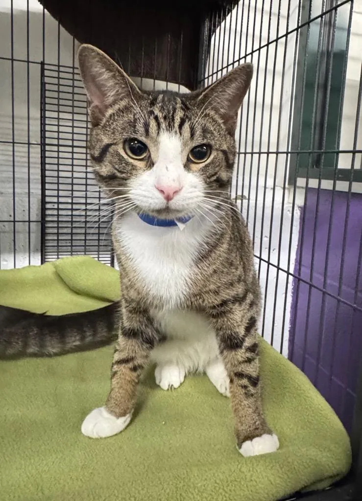 A young medium-sized male Domestic Short Hair cat named Mochi for adoption in St. Albans, VT
