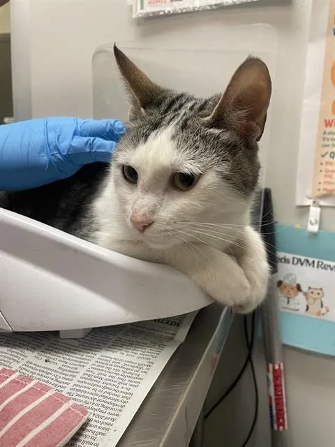 A young small-sized female Domestic Short Hair cat named Sophie for adoption in Thousand Palms, CA