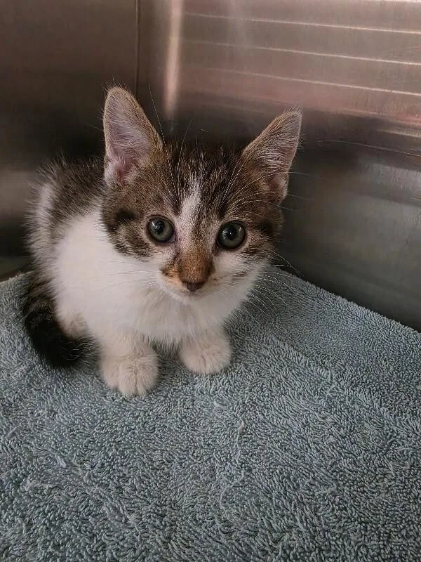 A young medium-sized female Domestic Short Hair cat named Paige for adoption in Bluffton, IN