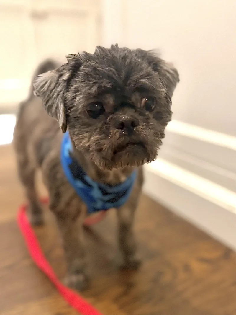An adult small-sized female Shih Tzu dog named Coco Puff for adoption in Stamford, CT