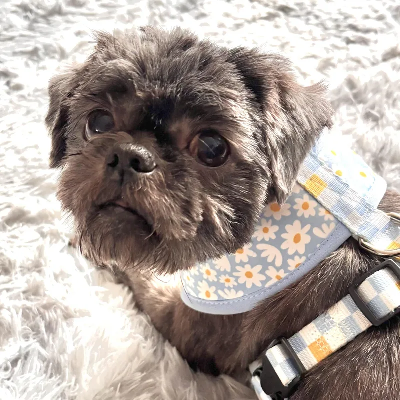 Coco Puff thumbnail 2
