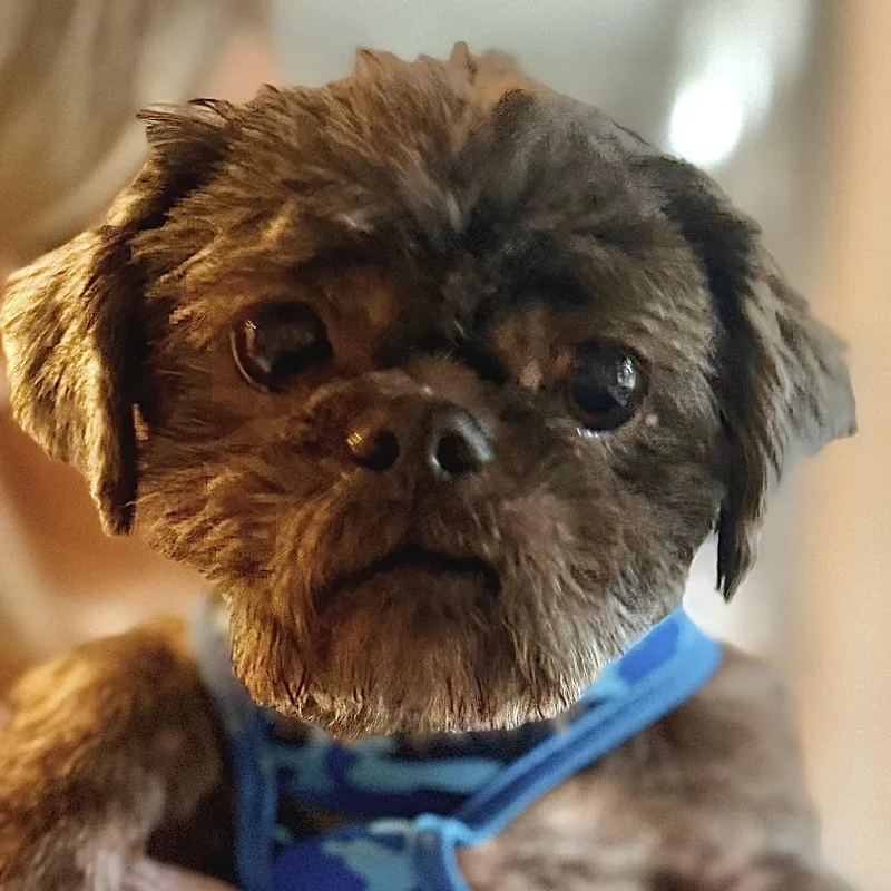 Coco Puff thumbnail 4