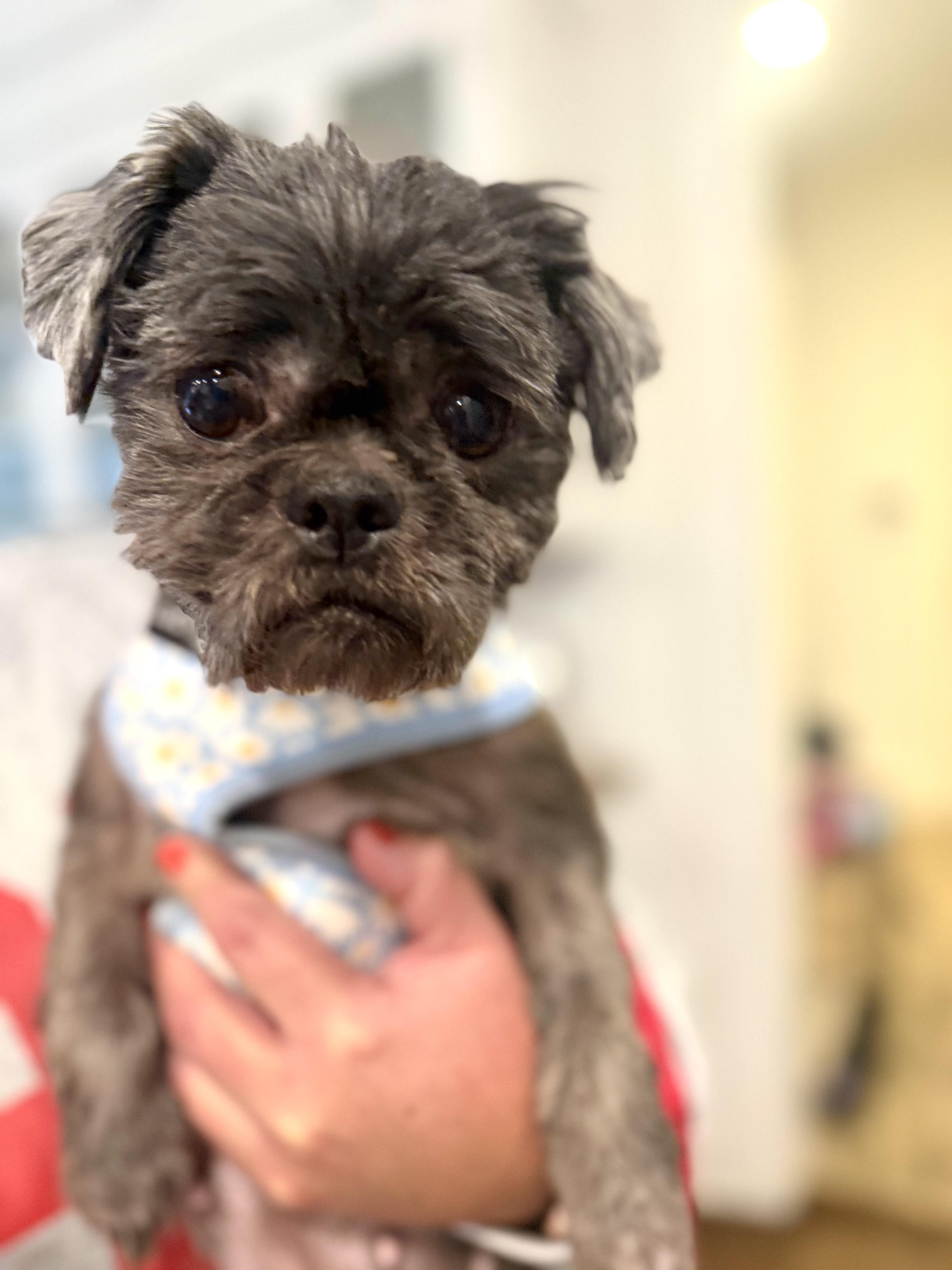 Coco Puff thumbnail 5