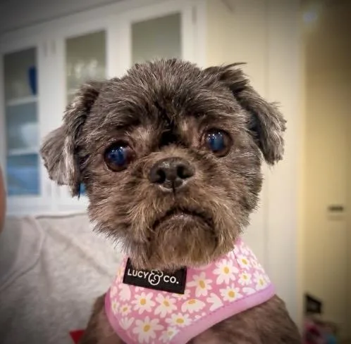Coco Puff thumbnail 6