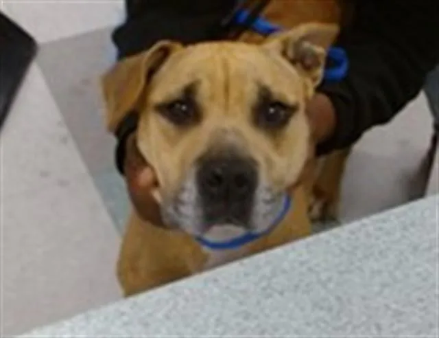 An adult medium-sized female Black Mouth Cur dog named A for adoption in Oklahoma City, OK