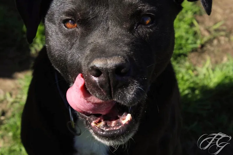 An adult medium-sized male Pit Bull Terrier dog named Waylon for adoption in Denison, TX