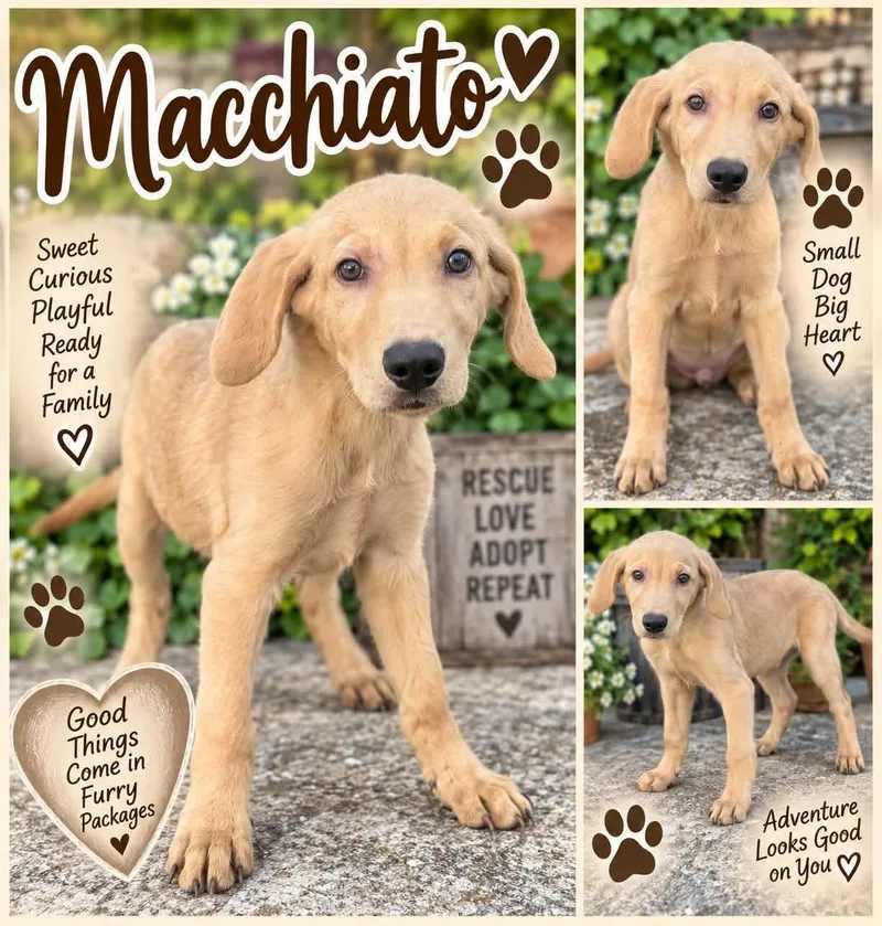 Macchiato