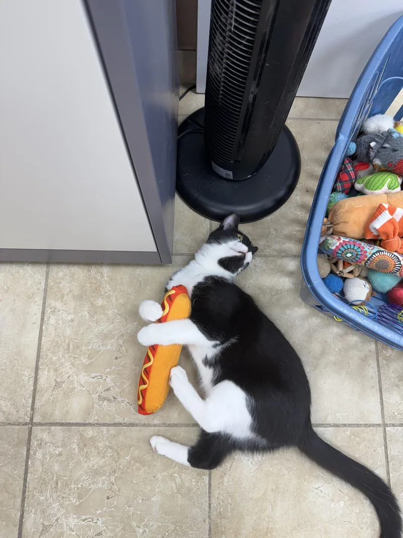 A baby medium-sized male Domestic Short Hair cat named Flint for adoption in Rochester, NY