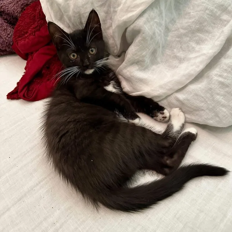 A baby medium-sized female Black & White / Tuxedo Domestic Short Hair cat named Tipper for adoption in Greensboro, NC