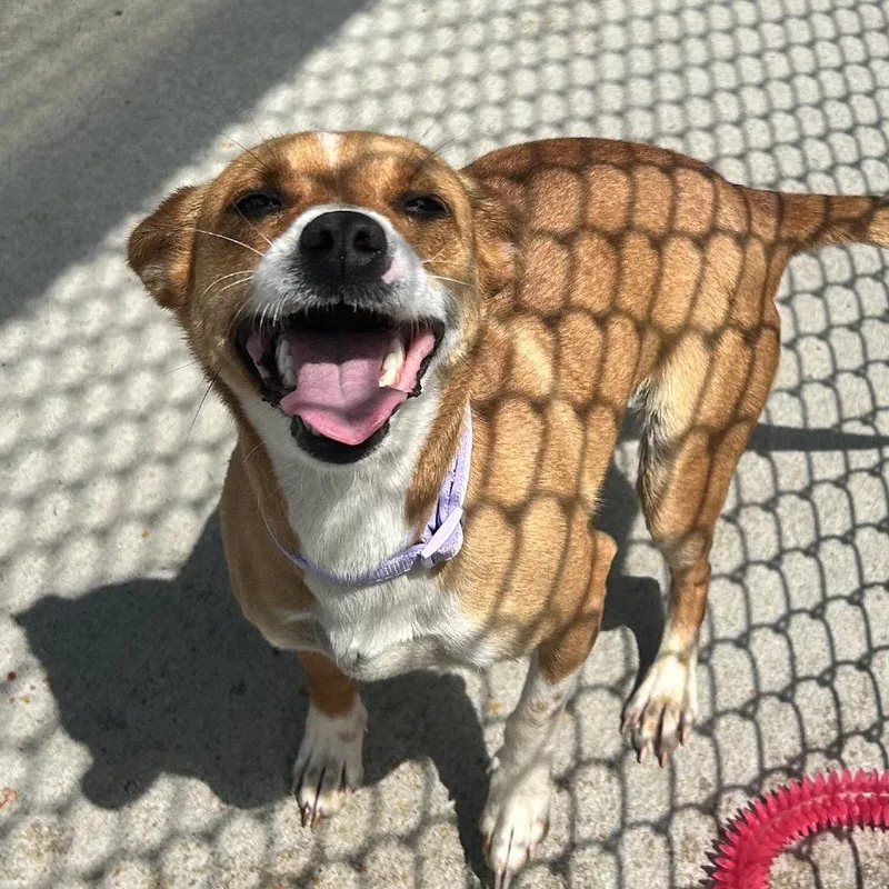 An adult small-sized female Yellow / Tan / Blond / Fawn Mixed Breed dog named Patty for adoption in Uniontown, PA