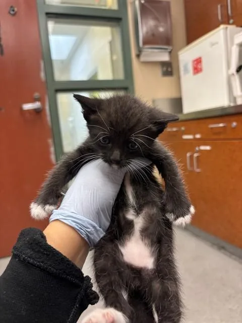 A baby small-sized male Domestic Short Hair cat named Nocturne for adoption in Rancho Cucamonga, CA