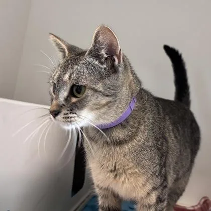 A young medium-sized female Domestic Short Hair cat named Deb for adoption in Janesville, WI