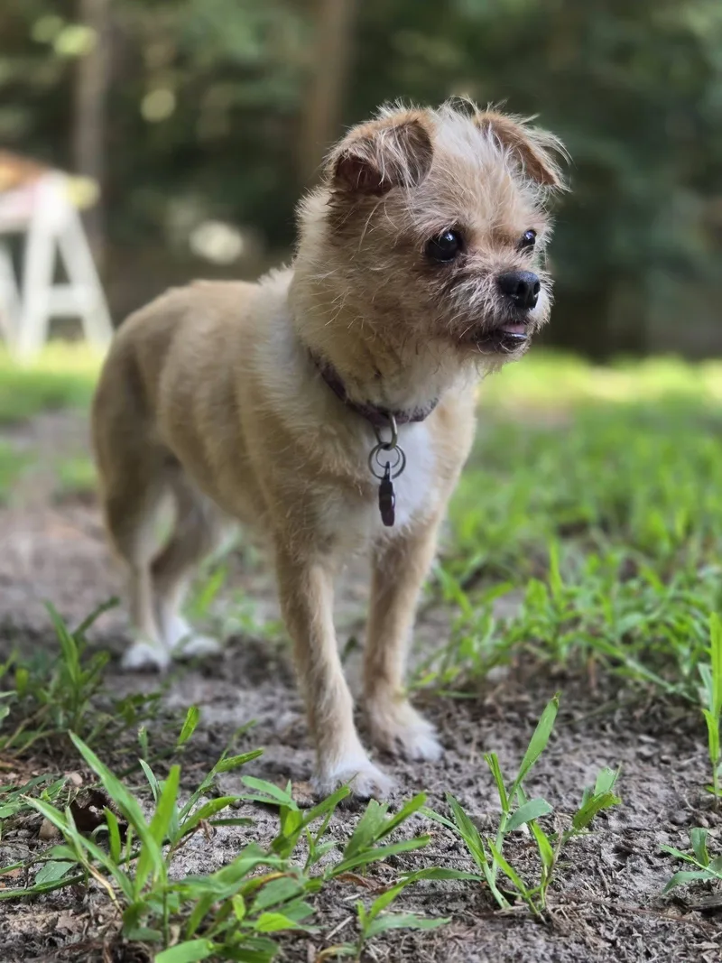A senior small-sized female Apricot / Beige Brussels Griffon dog named Macy for adoption in Williamsburg, VA